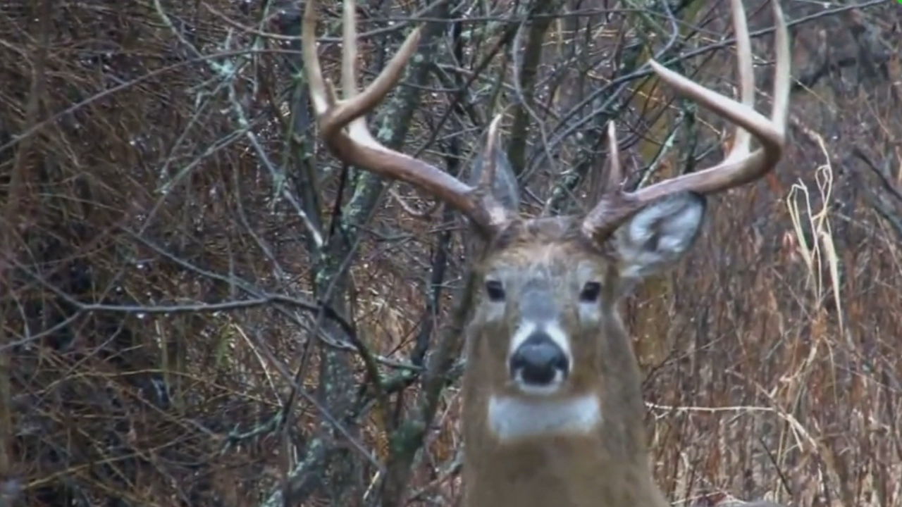 CWD deer 2